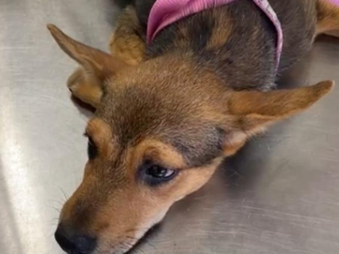 Cachorrinha foi esfaqueada por um criminoso que ainda não foi identificado, no início deste mês