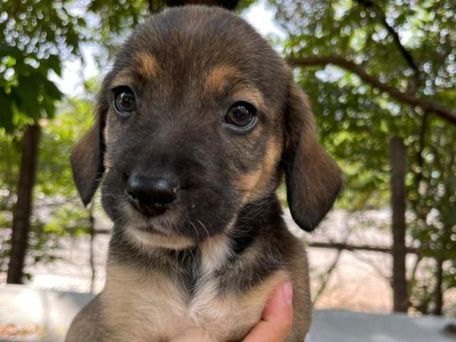 A adoção de animais requer planejamento por parte do tutor