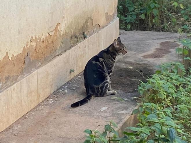 Pity é uma gata fêmea e já foi castrada 