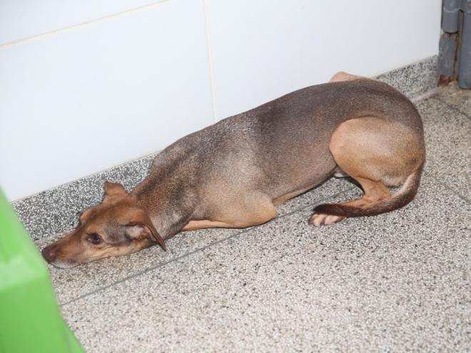Cães abandonados e à espera de adoção têm sido cada vez mais vistos no país 