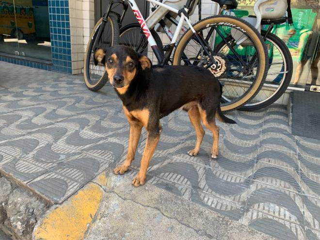 Toda a verba arrecadada será destinada para o trabalho da associação e cuidado com os animais 