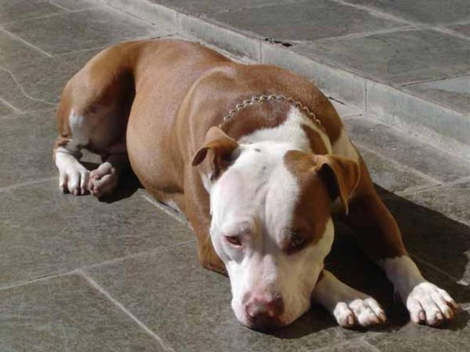 Médico veterinário afirma que tutores desta raça precisam ter ?pulso firme?