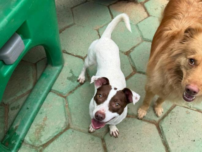 Haverá dez cães disponíveis para adoção 