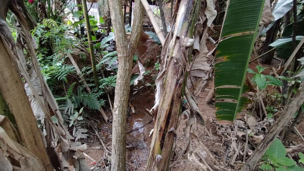 Entre as bananeiras se misturam esgoto e água cristalina