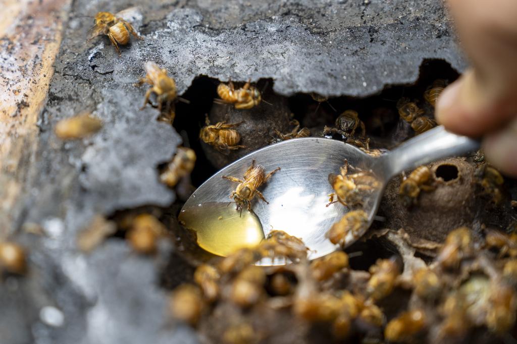 No meliponário Mel Mágico, o visitante experimenta o mel direto da colmeia