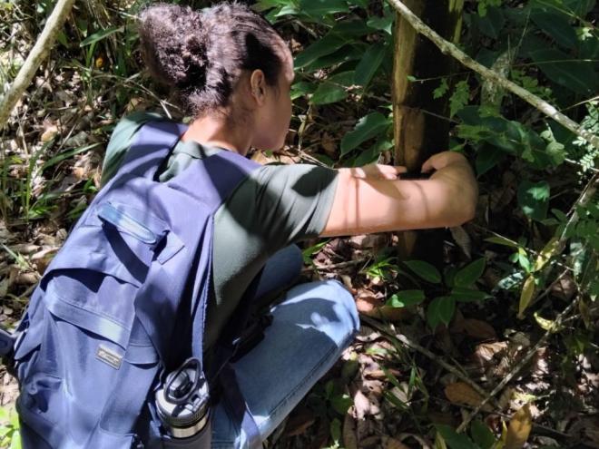 Espécies encontradas precisam ser preservadas na área 