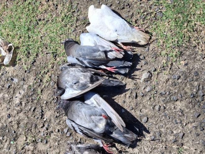 A Polícia Militar de Meio Ambiente foi acionada e registrou a ocorrência