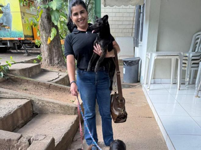 Os três cães agora estão para adoção responsável 