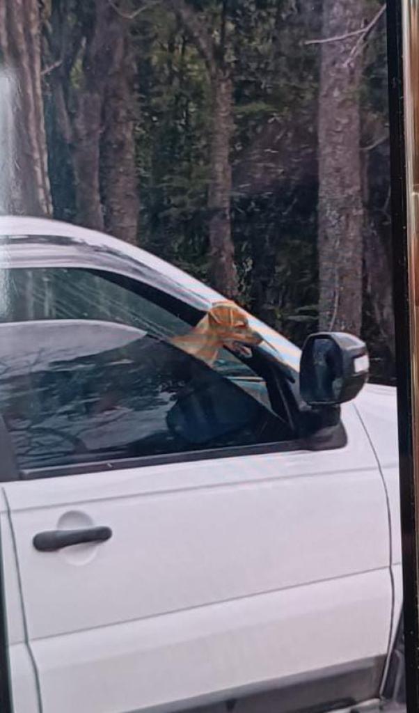 Policiais viram o cachorro ofegante dentro do carro