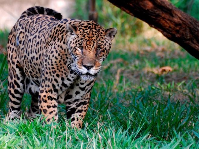 Presente no Vale do Aço, a onça-pintada, Panthera onca, é o maior felino das Américas e o terceiro maior do mundo, atrás apenas do tigre e do leão