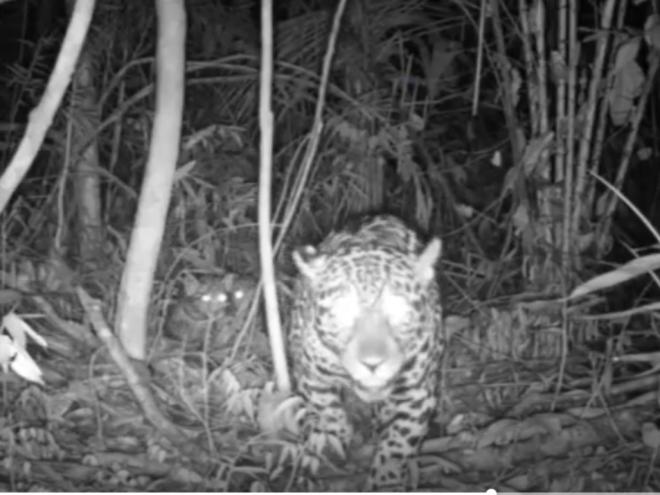 Flagrante de uma onça-pintada adulta e dois filhotes pela mata do Parque Estadual do Rio Doce