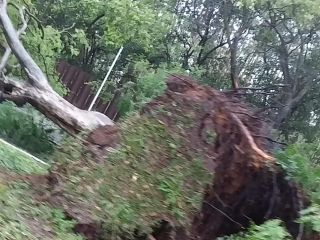 Ainda na avenida  Cláudio Moura, Novo Cruzeiro, árvore gigante caiu sobre a pista no sentido ao Centro 