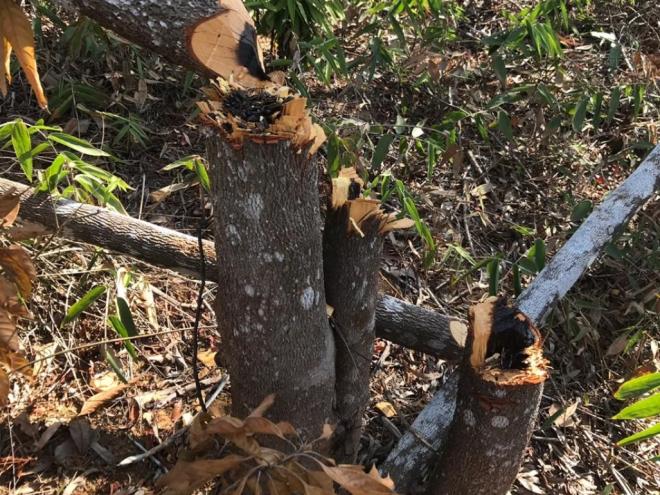 Em Timóteo, em razão da existência da zona de amortecimento do Perd, predominam ocorrências relacionadas à flora