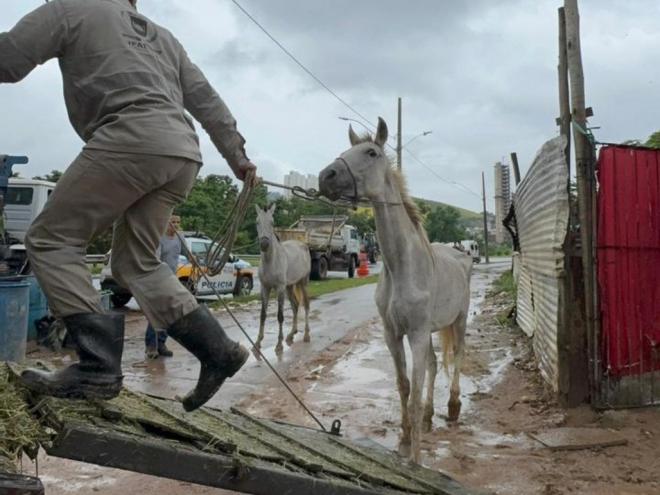Animais encontrados em situação de maus tratos (cavalos e porcos) também foram apreendidos 