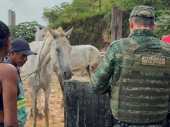 Animais equinos e suinos foram apreendidos por apresentarem sinais de maus tratos
