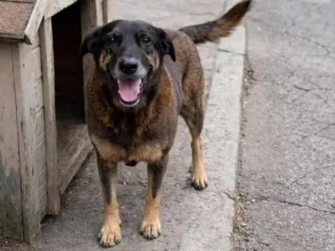 Orelha, cão comunitário, foi brutalmente torturado por adolescentes e teve que ser sacrificado