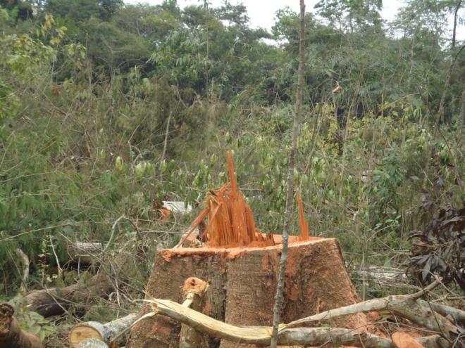 Desmatamento e intervenções irregulares em áreas de preservação permanentes são infrações mais comuns 