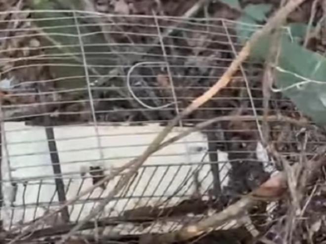 Objeto era possivelmente utilizado para capturar e aprisionar pássaros