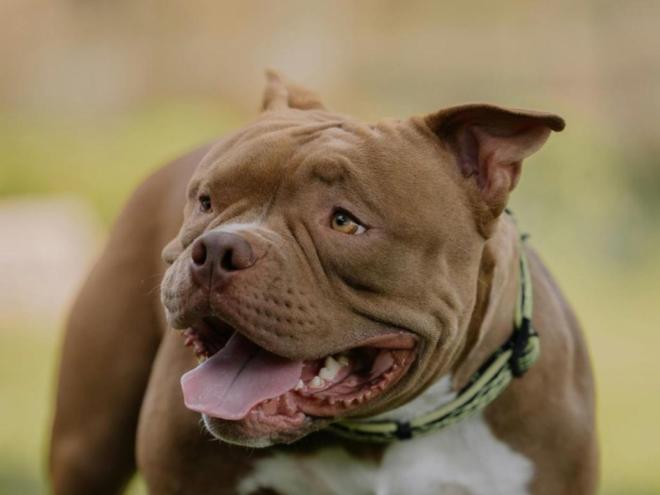  Animais soltos no bairro Chácaras do Vale causa apreensão aos moradores