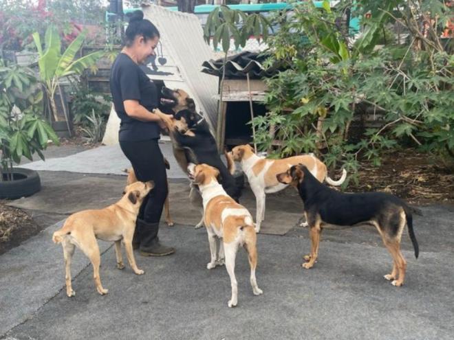 Alguns dos cães resgatados necessitam de cuidados contínuos 