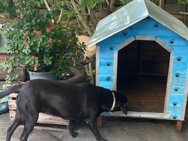 Protetora precisa de ajuda para fazer a transferência dos animais 