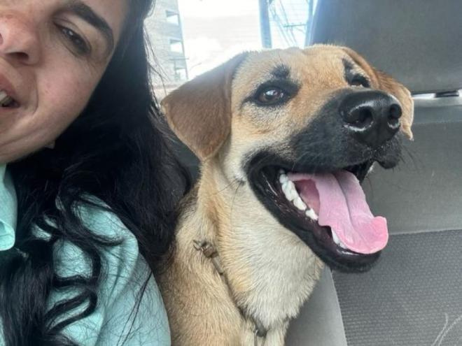 A Branquinha, uma cachorra sem raça definida, está desaparecida; ela havia acabado de conseguir uma adoção
