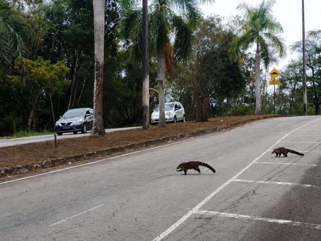 Leitor estima que aproximadamente 12 animais atravessaram a pista