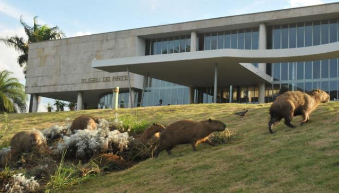  Capivaras que vivem no local são hospedeiras da bactéria da febre maculosa