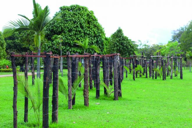 Palmeiras são plantadas e cercadas, para proteção