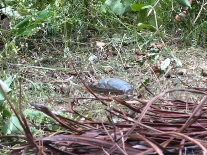 A granada foi encontrada por funcionário de empresa que faz limpeza de áreas verdes 