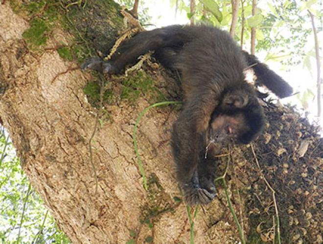 Macaco prego é encontrado envenenado 