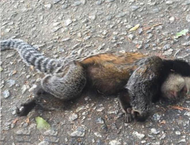 Sagui é encontrado morto no bairro Horto. Causa ainda está sob investigação.