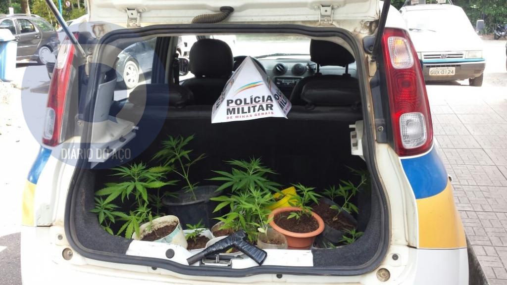 As plantinhas encheram o porta-malas da viatura da Polícia Militar, após a apreensão no bairro Ana Rita, além da localização de uma réplica de arma de fogo