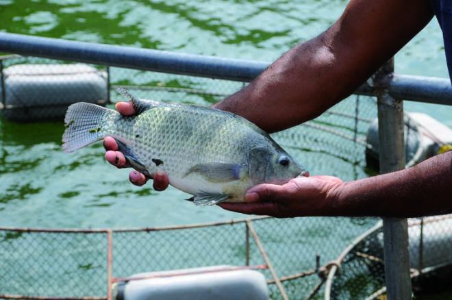 Milhares de curimatãs-pacu foram soltos na barragem Gorutuba