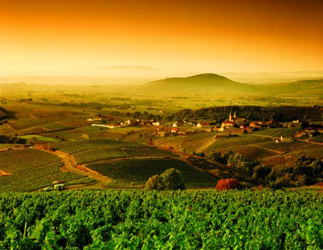 As vinhas da Borgonha produzem a uva Chardonnay