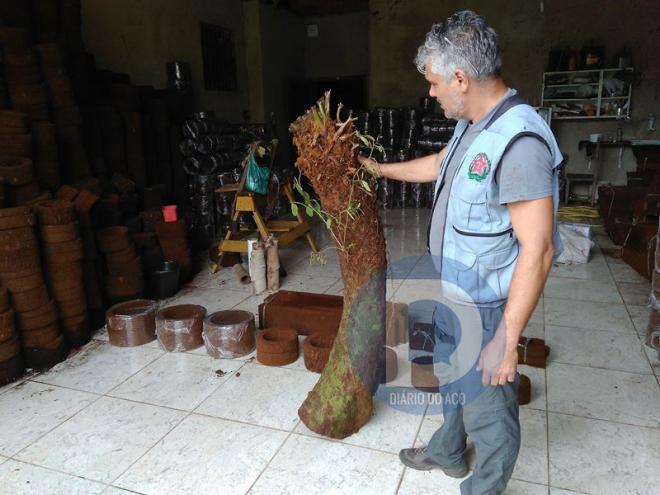 Galpão, no bairro Jardim Santa Calara escondida sete toneladas de planta em risco de extinção