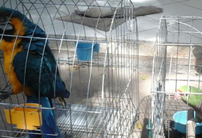 Os animais foram conduzidos para o Centro de Triagem de Animais Silvestres em Belo Horizonte e serão cuidados para serem reintroduzidos à natureza