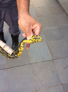 Serpente não venenosa encontrada é da espécie caninana