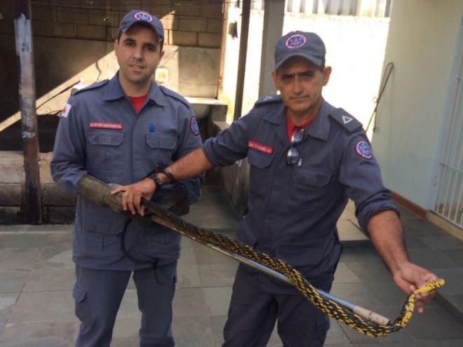 Bombeiros conseguiram capturar serpente encontrada em lavajato