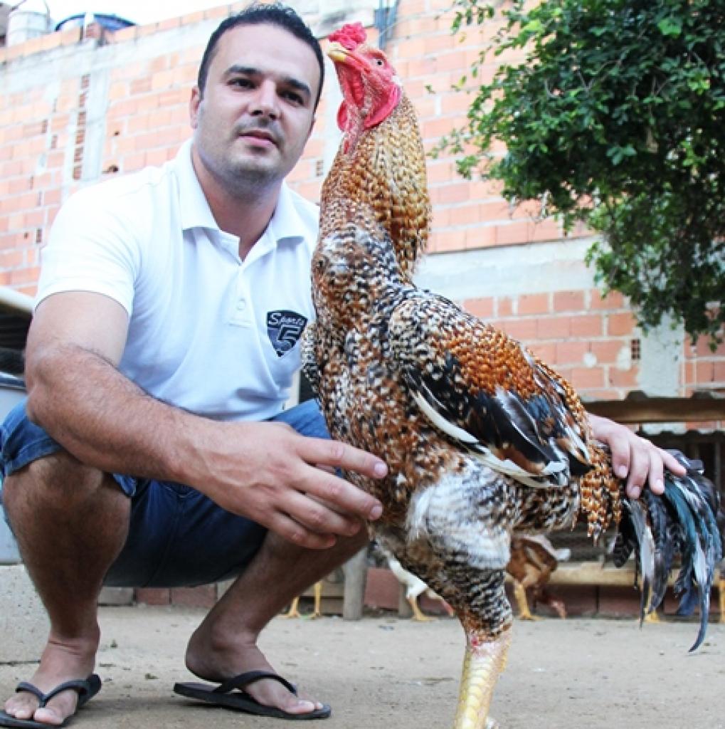 Ipatinguense Tem O Maior Galo Indio Do Vale Do Aco Portal Diario Do Aco