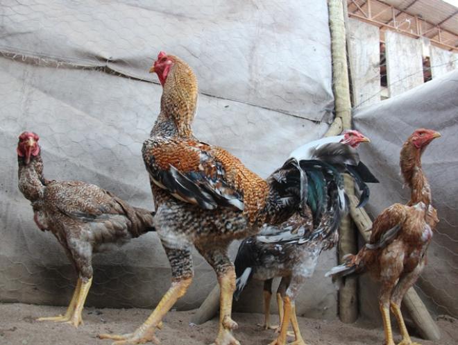 No criatório de Glaudson há cerca de 300 aves  