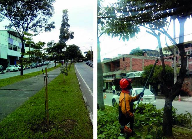 Novas mudas são plantadas na avenida Livramento, no bairro Veneza