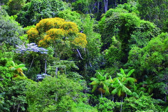 No Vale do Aço ainda sobrevivem áreas protegidas de Mata Atlântica