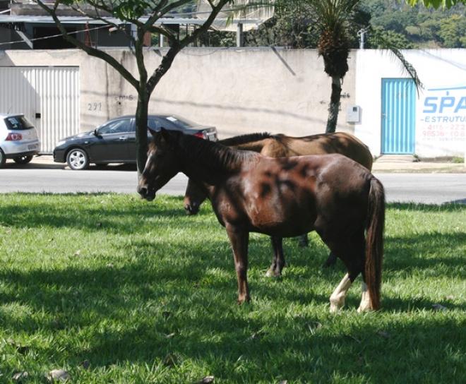 Os cavalos aparecem diariamente na avenida Londrina e na rua Poços de Caldas 