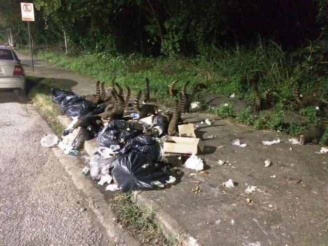 Em busca de comida, quatis rasgam os sacos de lixo depositados na via