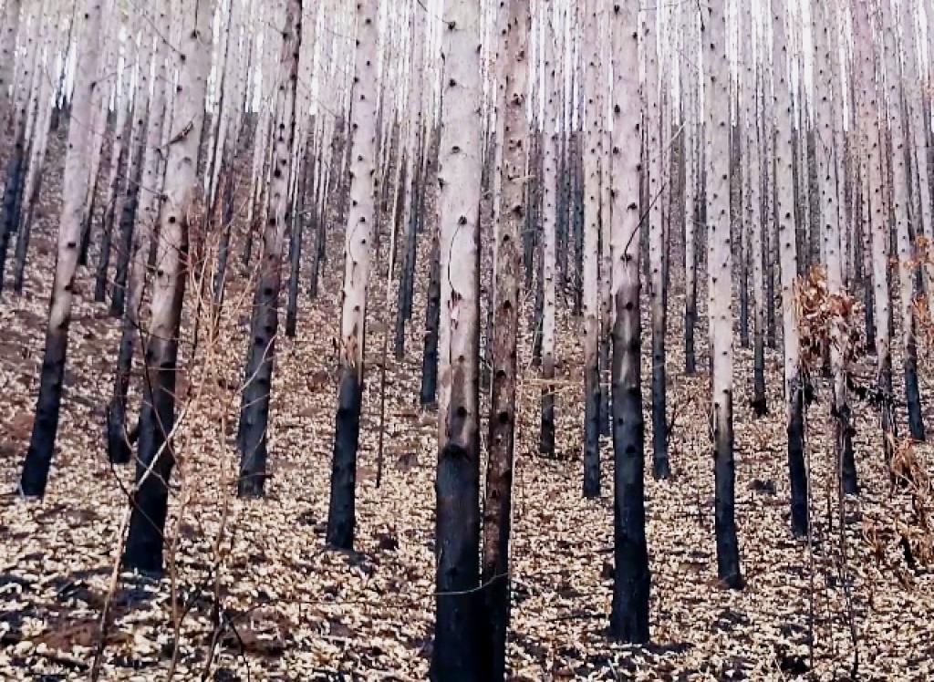 Campanha visa reduzir queimadas em florestas replantadas e áreas de preservação