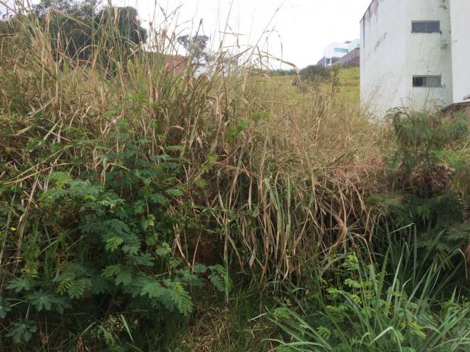 Há outros moradores das redondezas que depositam entulhos e outros resíduos no local