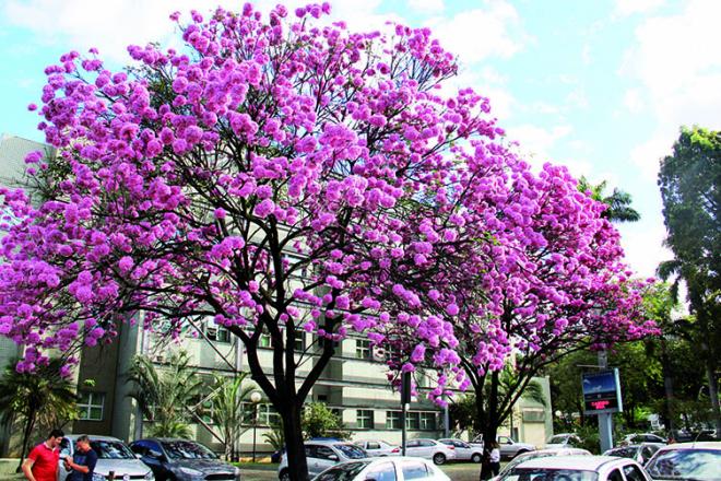 As encantadores flores dos ipês-rosa em Ipatinga