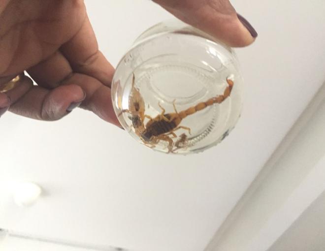 Escorpião encontrado em uma residência no bairro Eldorado, em Timóteo 