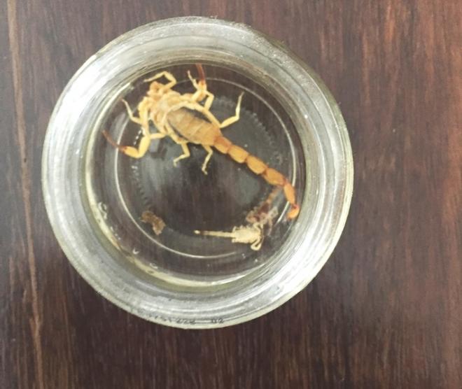 Em caso de aparecimento de escorpião dentro de casa, o setor de zoonoses do município deve ser avisado